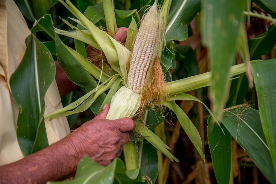 Un nuevo informe de la BC recorta la producción nacional en maíz y girasol