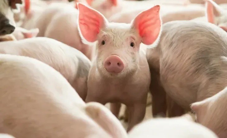 El consumo mundial de carne de cerdo aumentará un 7,2 % en 2030