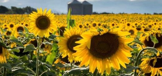 Las lluvias frenaron la cosecha de maíz que recién inicia