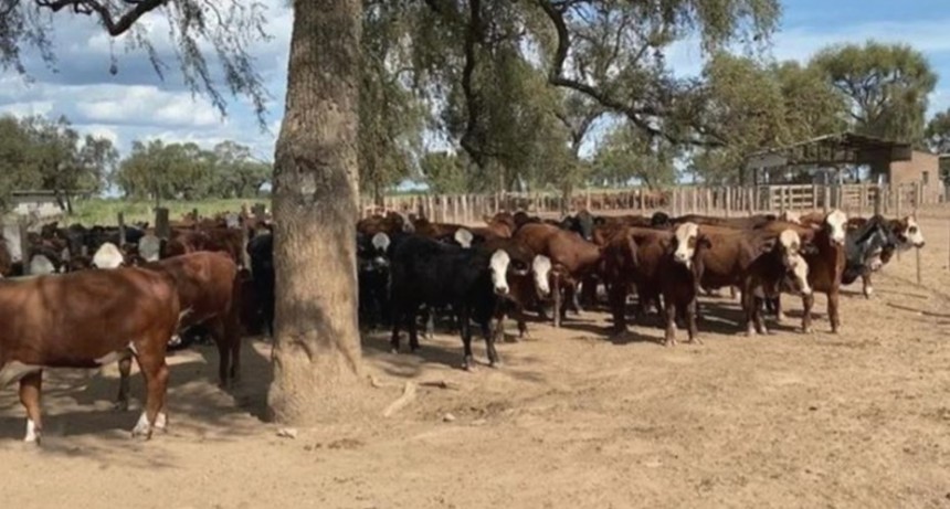 Caso en Santiago del Estero  | Cómo llegó el ganado robado al campo de Alperovich