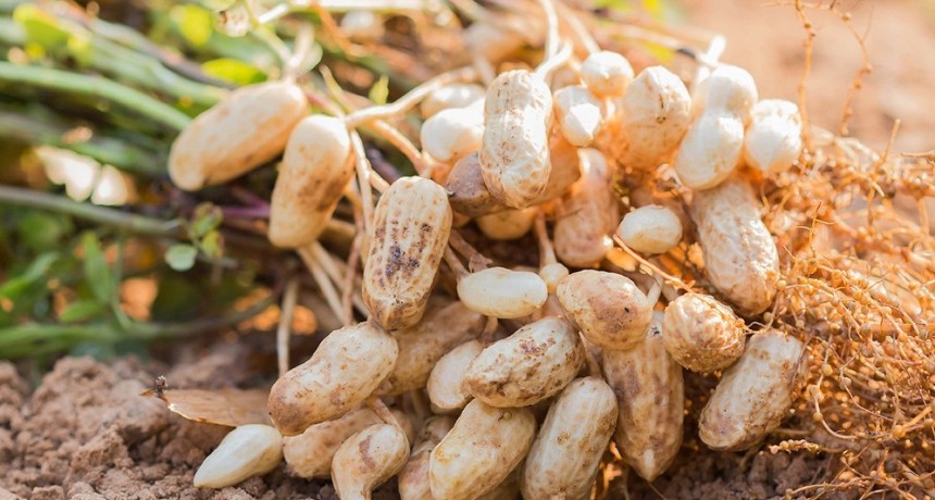 ECONOMÍAS REGIONALES  | Crece el cultivo de maní y especialistas plantean la necesidad del cuidado del suelo