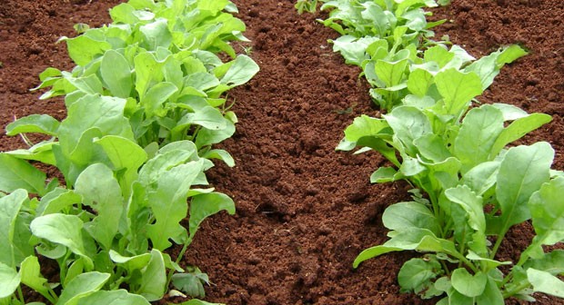 ING AGRONOMA CECILIA SARCO: Hoy sembramos en nuestra huerta, rùcula