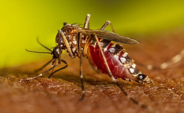 Alerta sanitaria:  Cuánto tiempo vive el Aedes aegypti, el mosquito transmisor del dengue