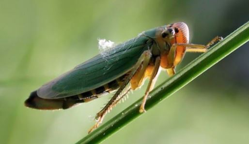 Chicharrita del maíz: el Gobierno apura la aprobación de insecticidas para combatir la plaga