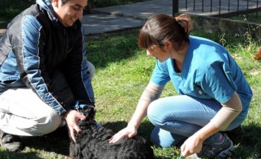 Ya podès vacunar tus mascotas