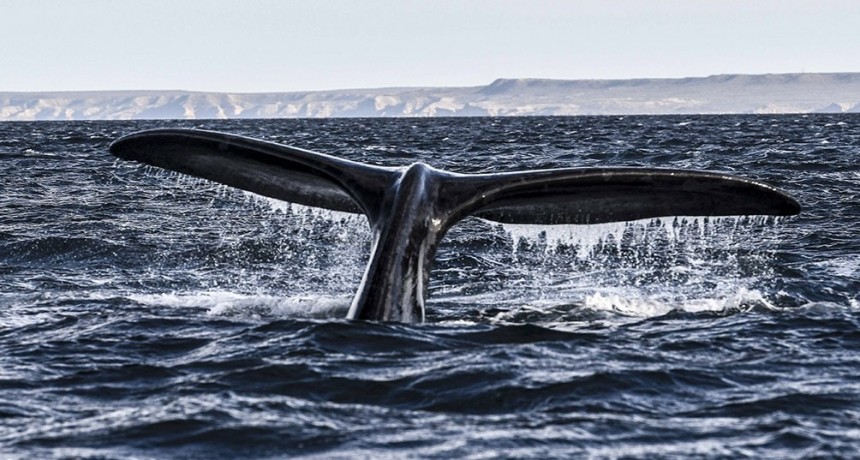 Sin turistas para recibirlas, las ballenas llegaron a Península de Valdés