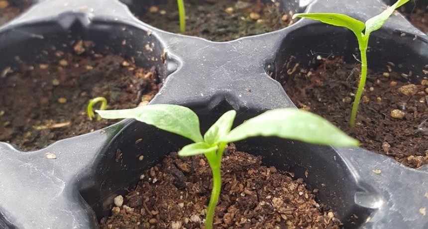 Cómo armar plantines de flores y hortalizas en casa