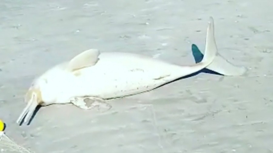  MAR DEL TUYÚ / Repudio generalizado contra el hombre que se llevó un delfín de la playa