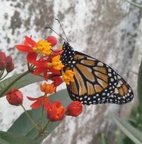 Serendipia Alada - La casita de las mariposas en Los Toldos