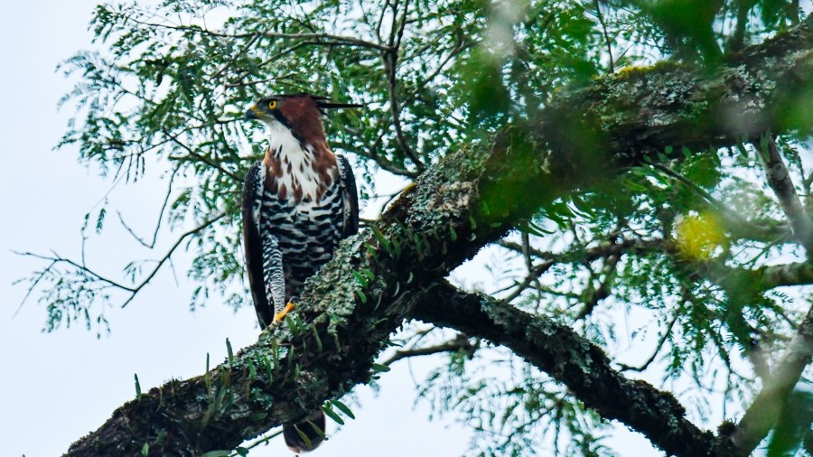 MISIONES / Buscan proteger las águilas que habitan la selva paranaense