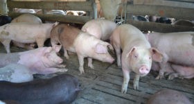 Inseguridad rural en 9 de Julio: Le matan a un pequeño productor varios cerdos por casi 1 millón de pesos