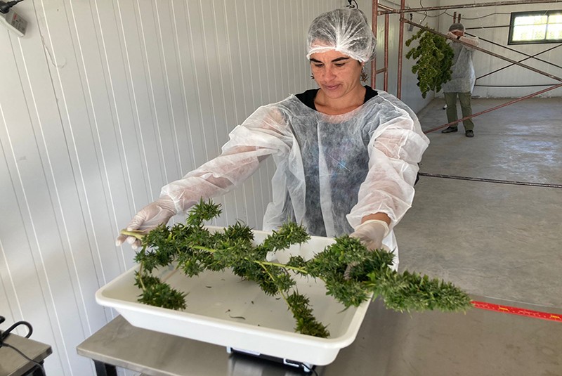 Cosecharon las primeras plantas de cannabis en el INTA Alto Valle