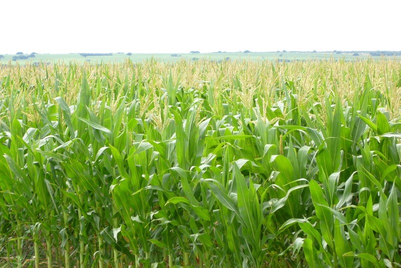 Evalúan la adaptación del maíz al riego por goteo
