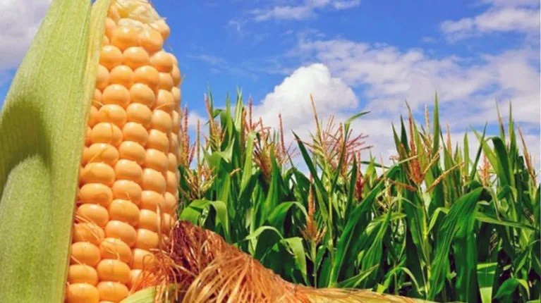 Argentina tiene un nuevo protocolo sanitario para exportar a China maíz y sorgo