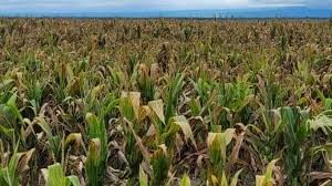 Tucumán: Elaboran y presentan un plan de acción para combatir a la chicharrita del maíz