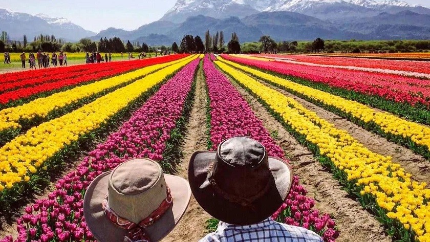 Un espectáculo de colores en el campo de tulipanes que florece una vez al año