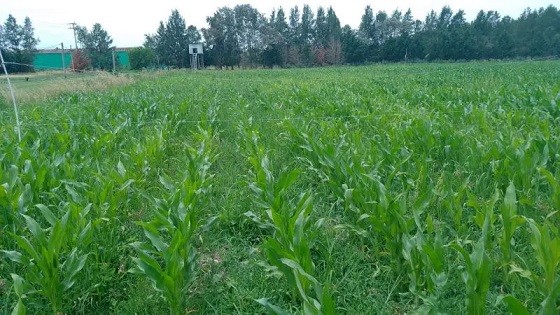 El INTA trabaja en la producción de un biofertilizante