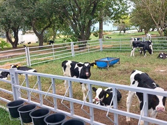 Implementan sistemas de crianza colectiva para mejorar el bienestar animal