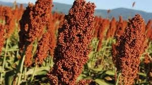 La cosecha de sorgo avanza pero los rindes van en descenso