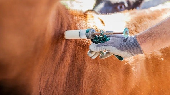 El Gobierno anunció la autorización de importación de productos veterinarios de países con ‘estándares equivalentes’