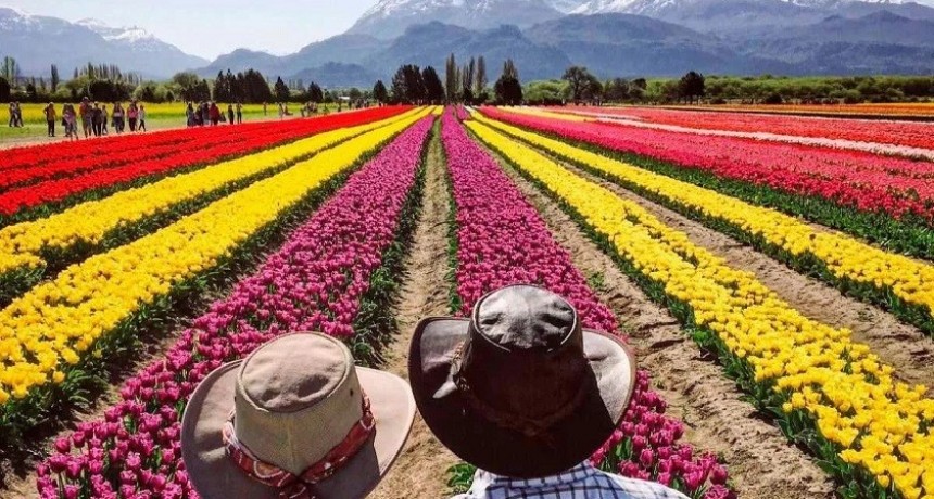 Un espectáculo de colores en el campo de tulipanes que florece una vez al año