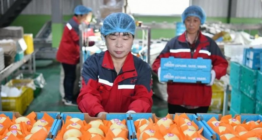 China anunció que comenzó a exportar peras a la Argentina