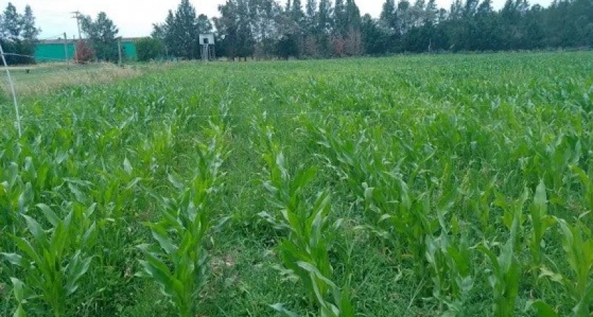 El INTA trabaja en la producción de un biofertilizante