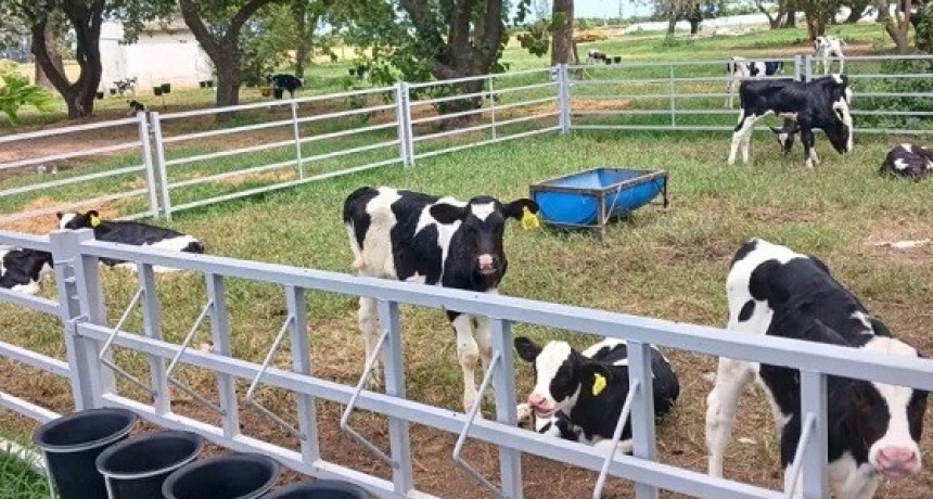Implementan sistemas de crianza colectiva para mejorar el bienestar animal