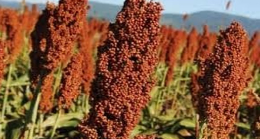 La cosecha de sorgo avanza pero los rindes van en descenso