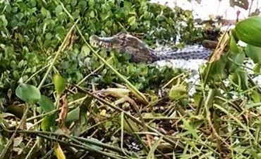 Un enorme yacaré negro llegó a Posadas con la crecida de los ríos