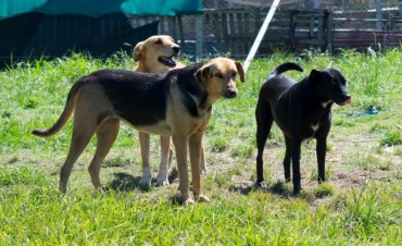 Castracciones gratuitas en todos los barrios