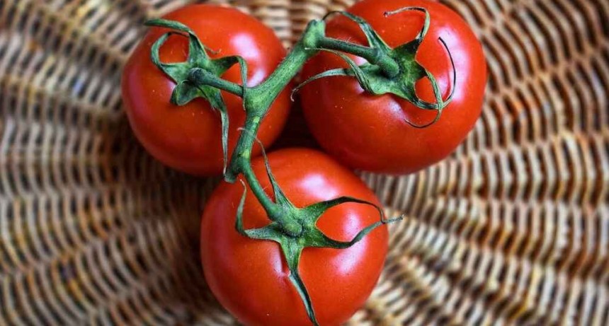 UCO14, un tomate diseñado para la industria