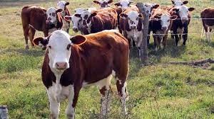 Presenta Asociación Rural de Gral Vte