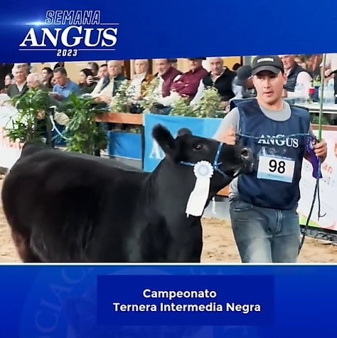 Semana Angus en La Rural de Palermo; Cabaña Nirihuau obtuvo importantes premios