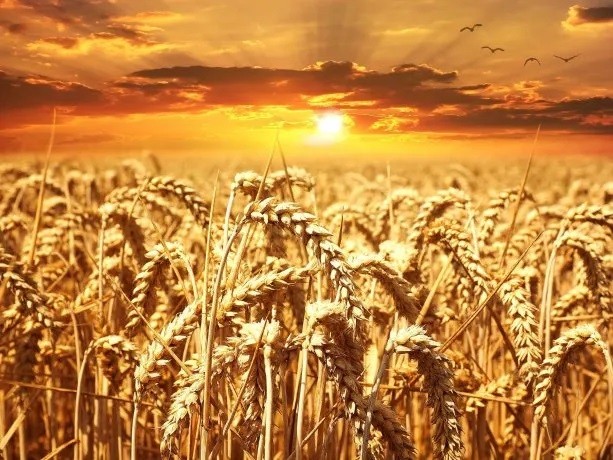 Por ‘mejoras en el escenario productivo’ estiman que la superficie sembrada con trigo será mayor