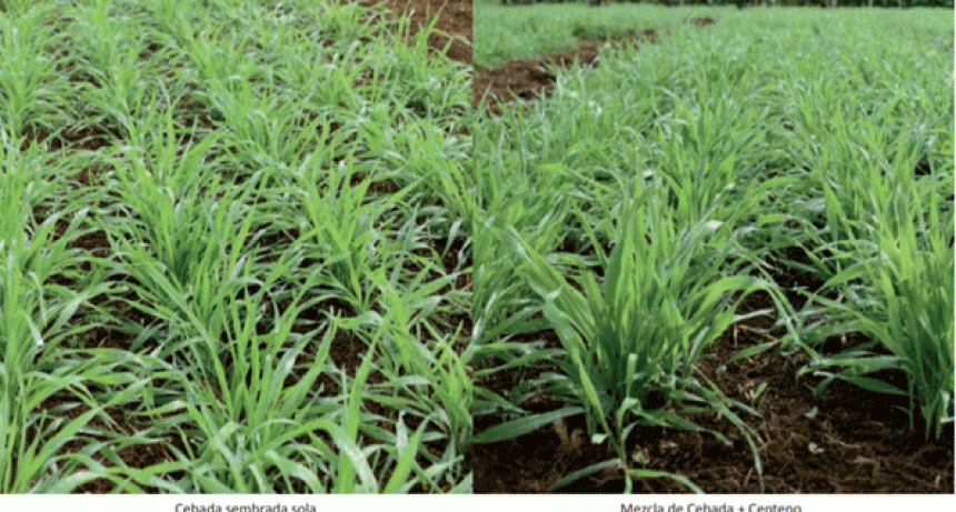 Mejoran las condiciones de suelo para la siembra de cebada