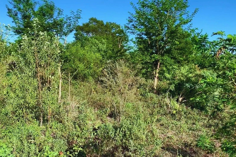 Estrategias para el manejo adecuado de pasturas frente a los renovales