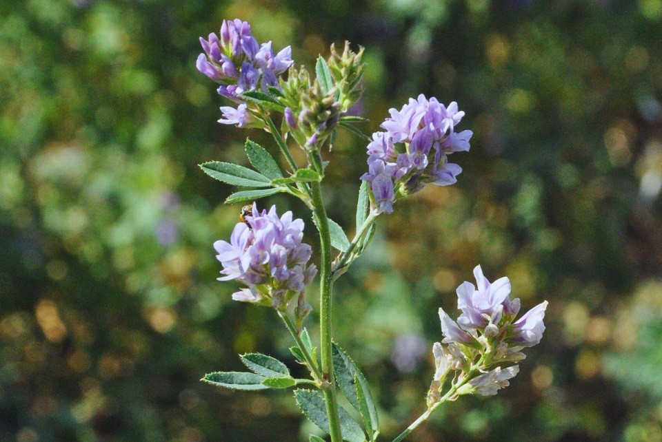 Estudian estrategias de manejo para mejorar la alfalfa