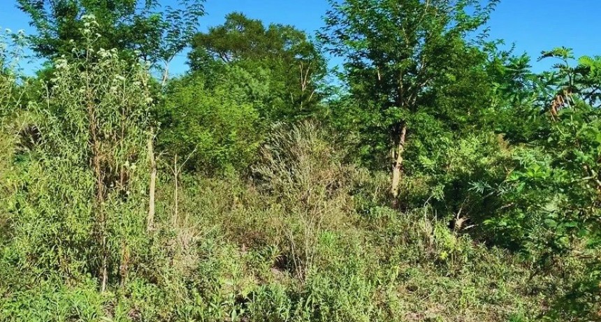 Estrategias para el manejo adecuado de pasturas frente a los renovales