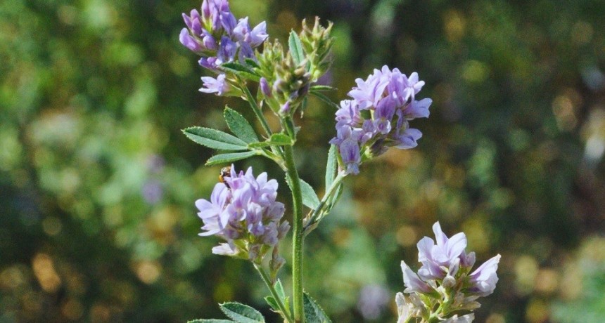 Estudian estrategias de manejo para mejorar la alfalfa