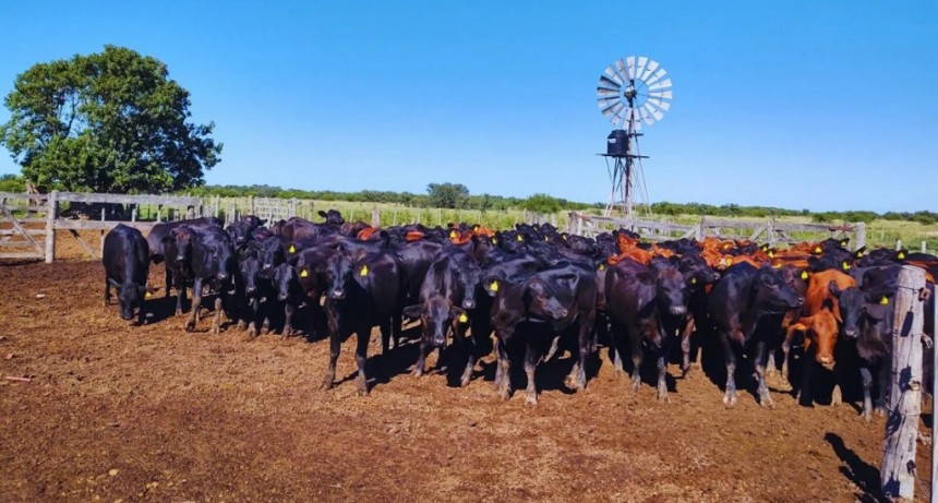 Pautas para el control de los parásitos internos en los rodeos