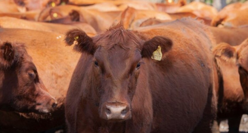 Eliminan una norma que establecía el peso mínimo de faena para bovinos