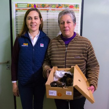 PROGRAMA PRO-HUERTA. Entrega de ponedoras, camperos y capacitación.
