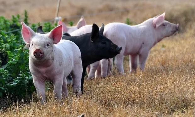 Mercado porcino. Presenta Asociación Rural de Gral Vte