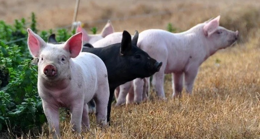 Mercado porcino. Presenta Asociación Rural de Gral Vte