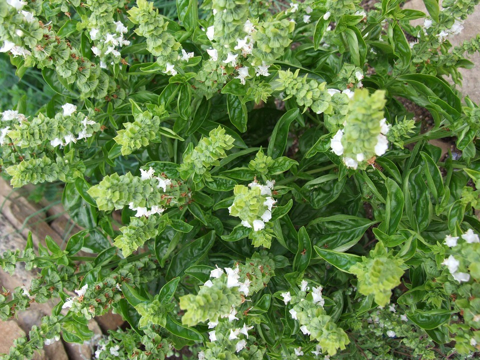 Albahaca, cómo cultivar esta planta aromática y medicinal