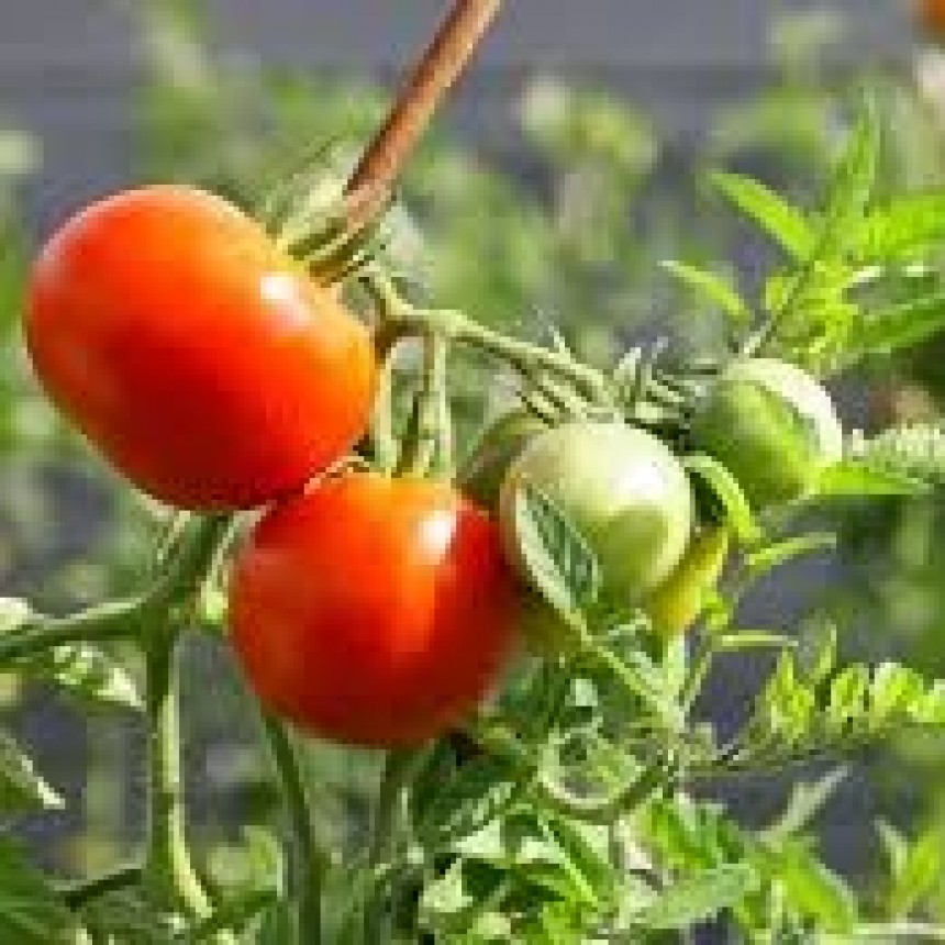 SILVIO LOPAPA | Hoy en nuestro espacio de huerta: Plantines de tomate