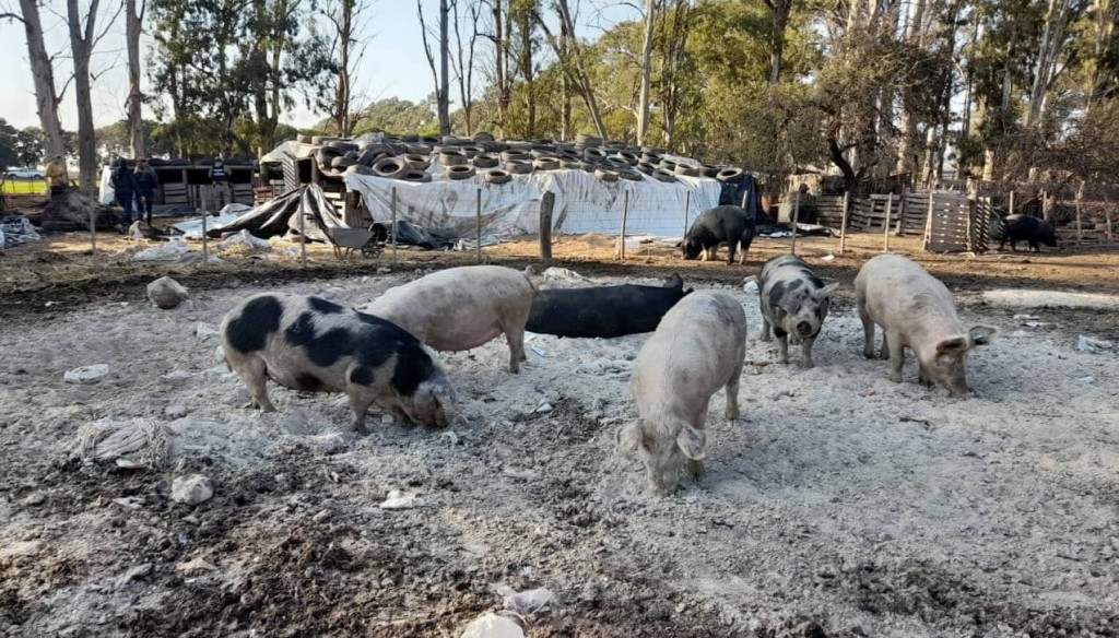 Brote de triquinosis en el sur de Córdoba: enviaron a faena sanitaria a más de 130 cerdos