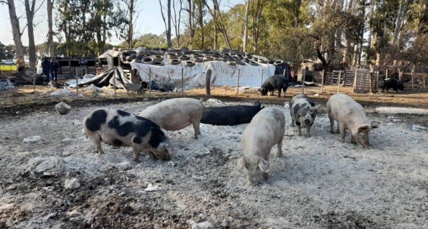 Brote de triquinosis en el sur de Córdoba: enviaron a faena sanitaria a más de 130 cerdos