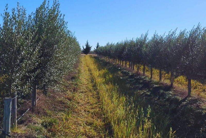 Buenos Aires se fortalece como productor de aceite de oliva de alta calidad